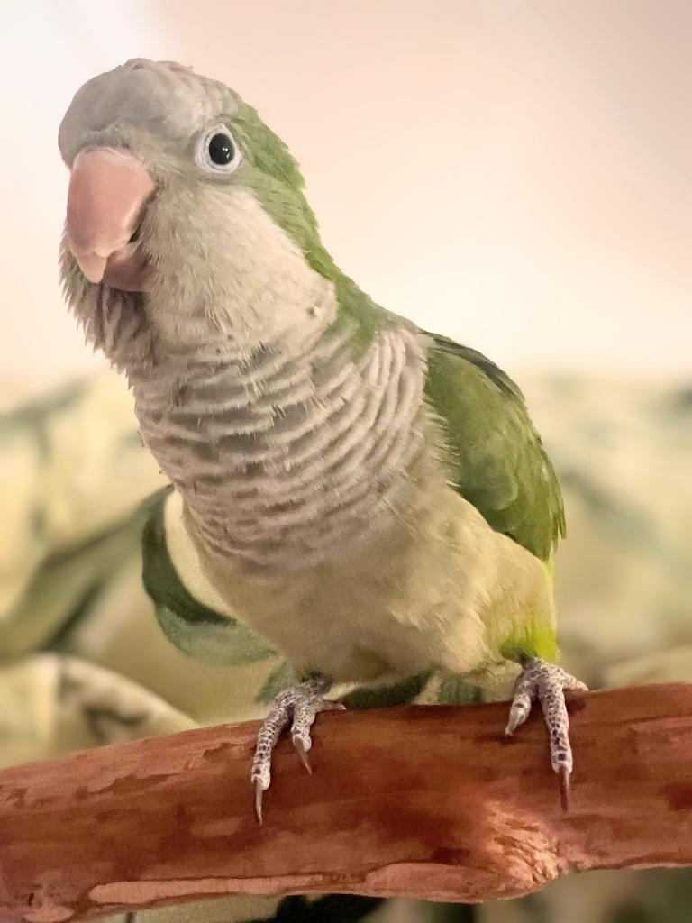 Enlarge Sammie, a Adoptable Quaker Parakeet in Ballwin, MO image 5/6