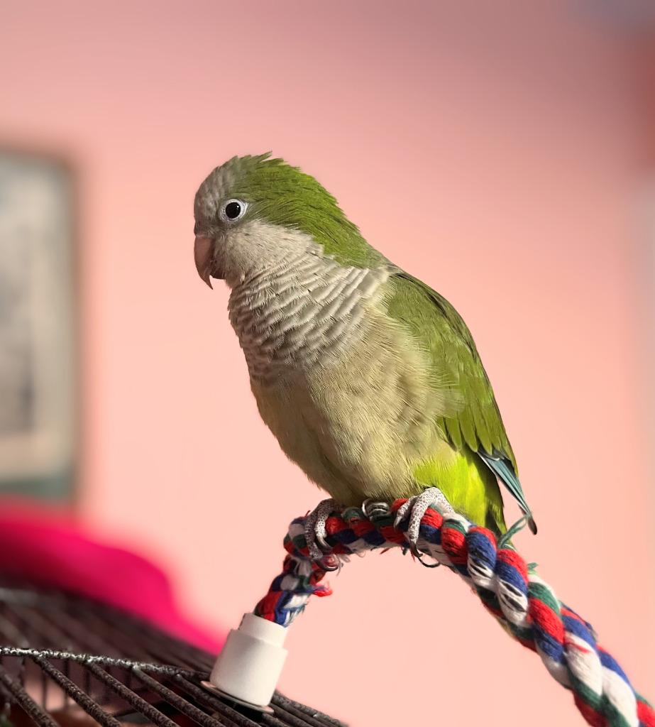 Enlarge Sammie, a Adoptable Quaker Parakeet in Ballwin, MO image 6/6