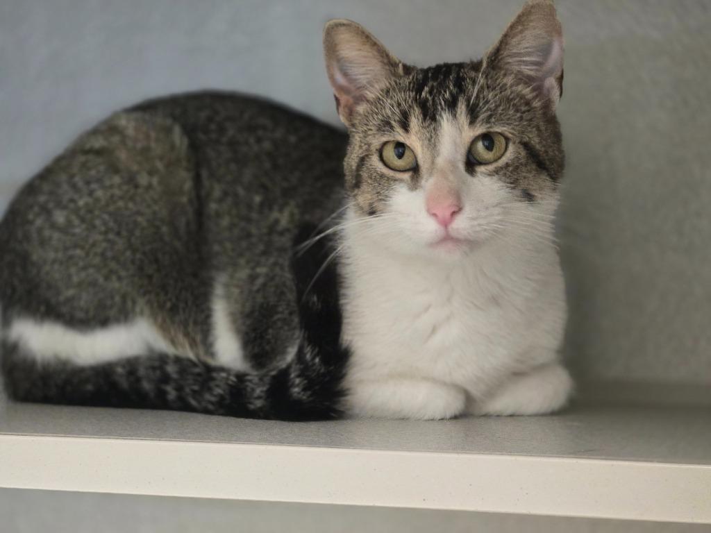 Nymph, a Adoptable mixed breed in Viroqua, WI image 1/3