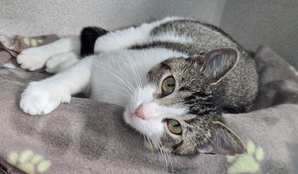 Nymph, a Adoptable mixed breed in Viroqua, WI image 3/3