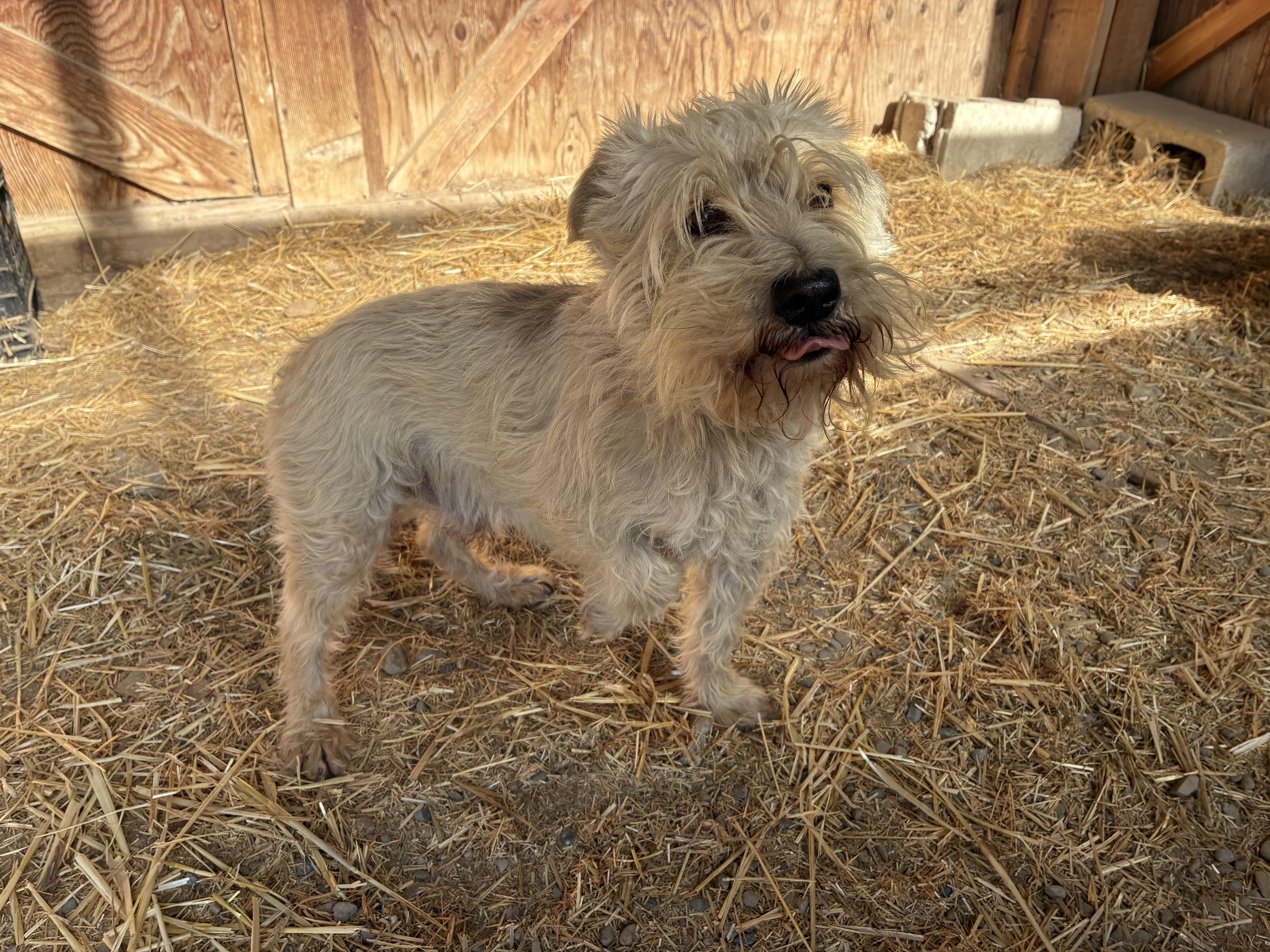Enlarge Gerry, a Adopted mixed breed in Bonners Ferry, ID image 3/3