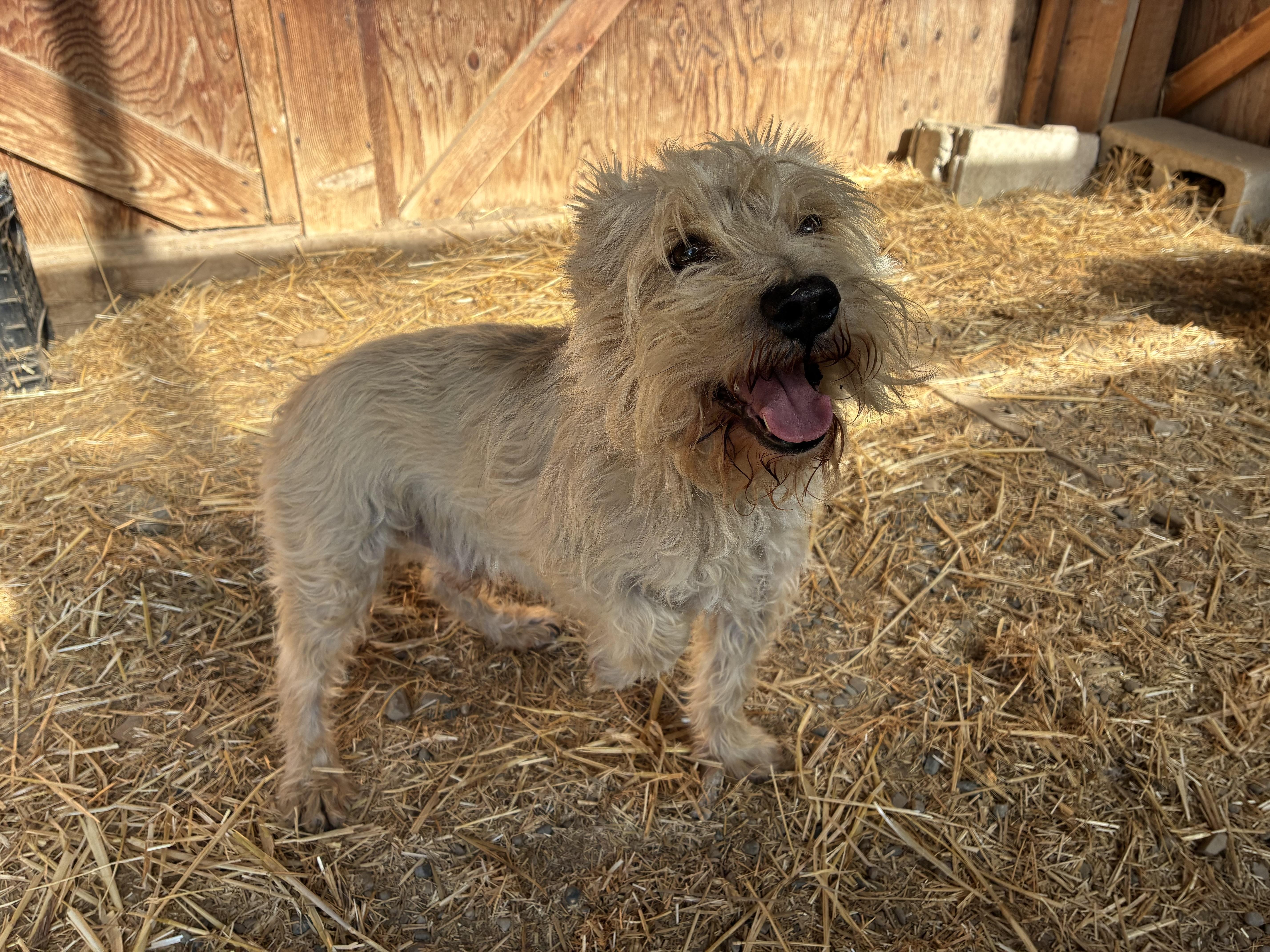 Enlarge Gerry, a Adopted mixed breed in Bonners Ferry, ID image 1/3