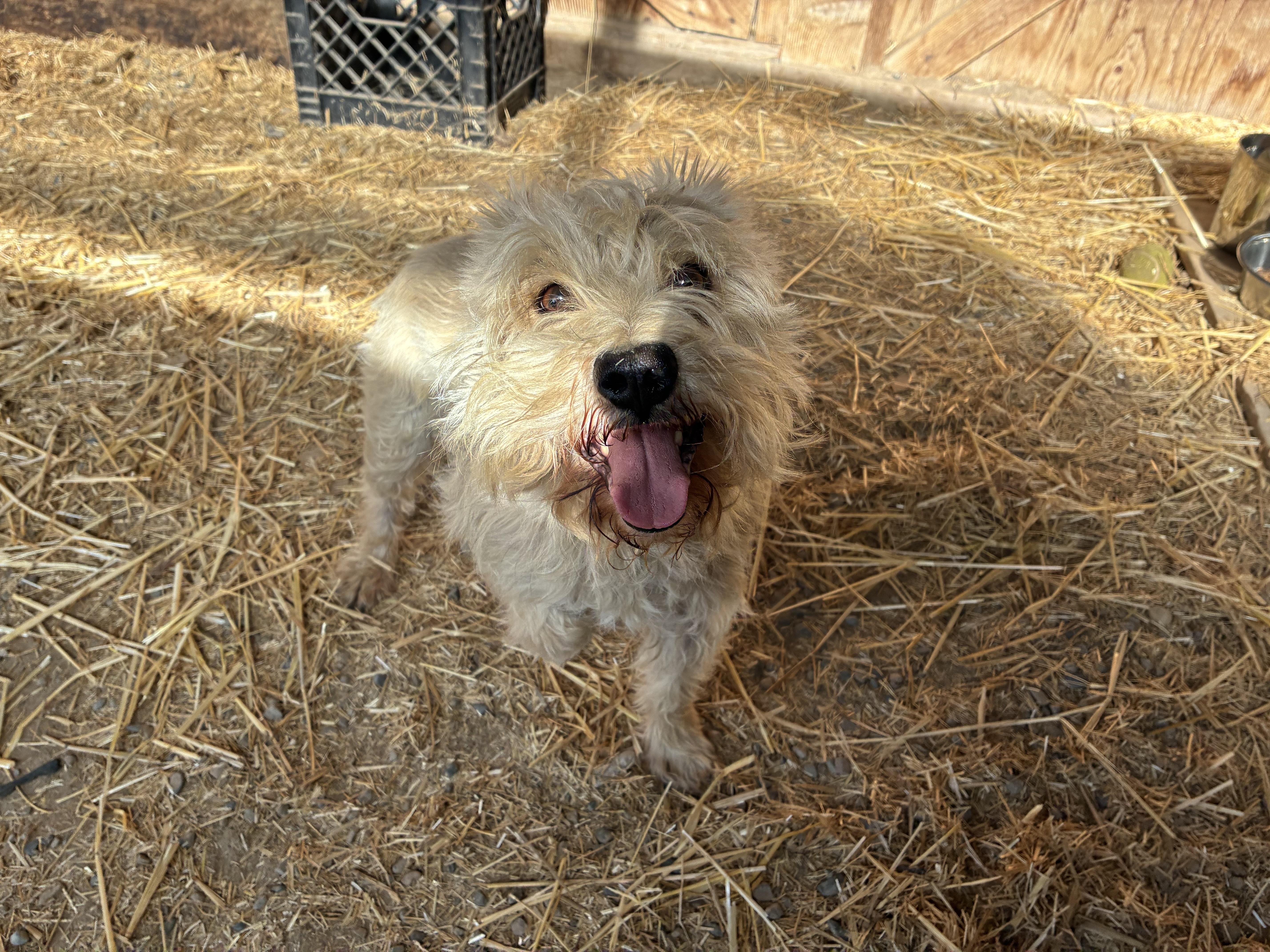 Enlarge Gerry, a Adopted mixed breed in Bonners Ferry, ID image 2/3
