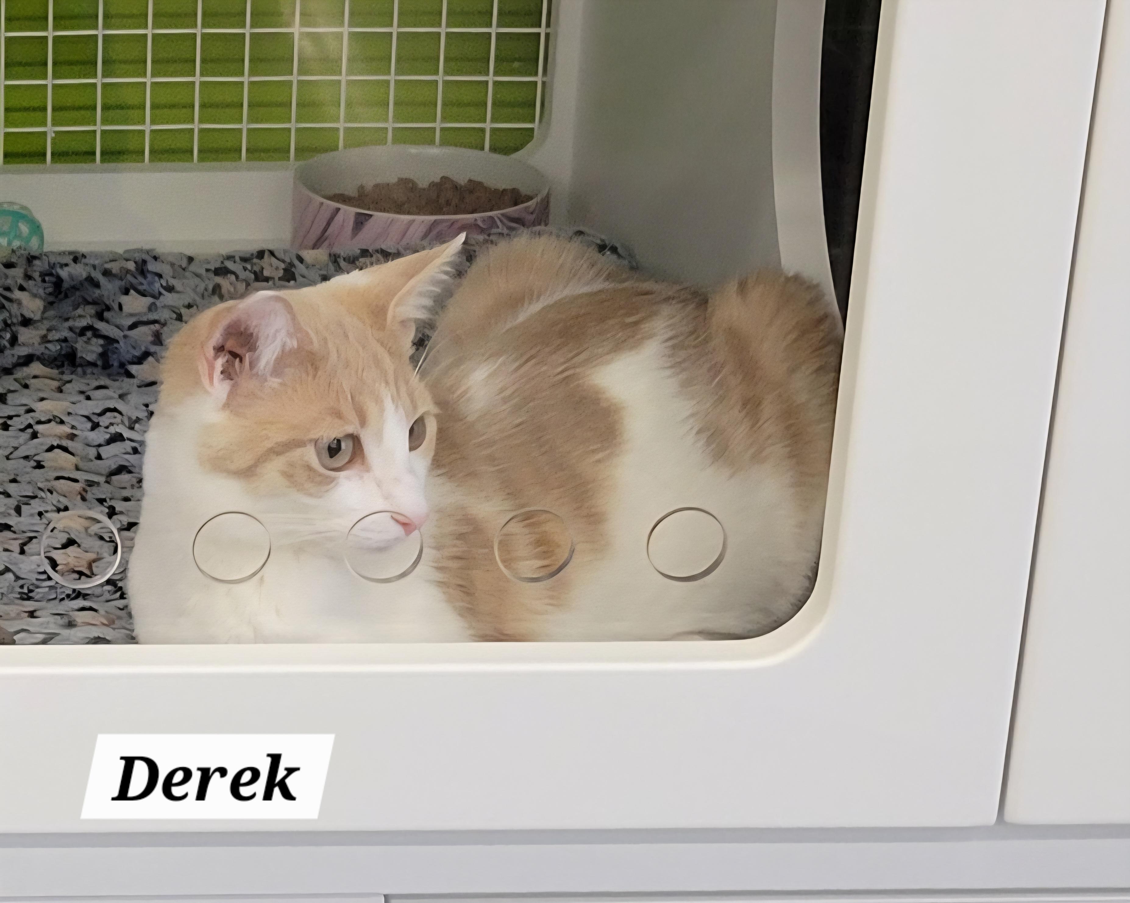 Derek - Criminal Minds Litter, Adoptable, Kitten Male Domestic Short Hair.
