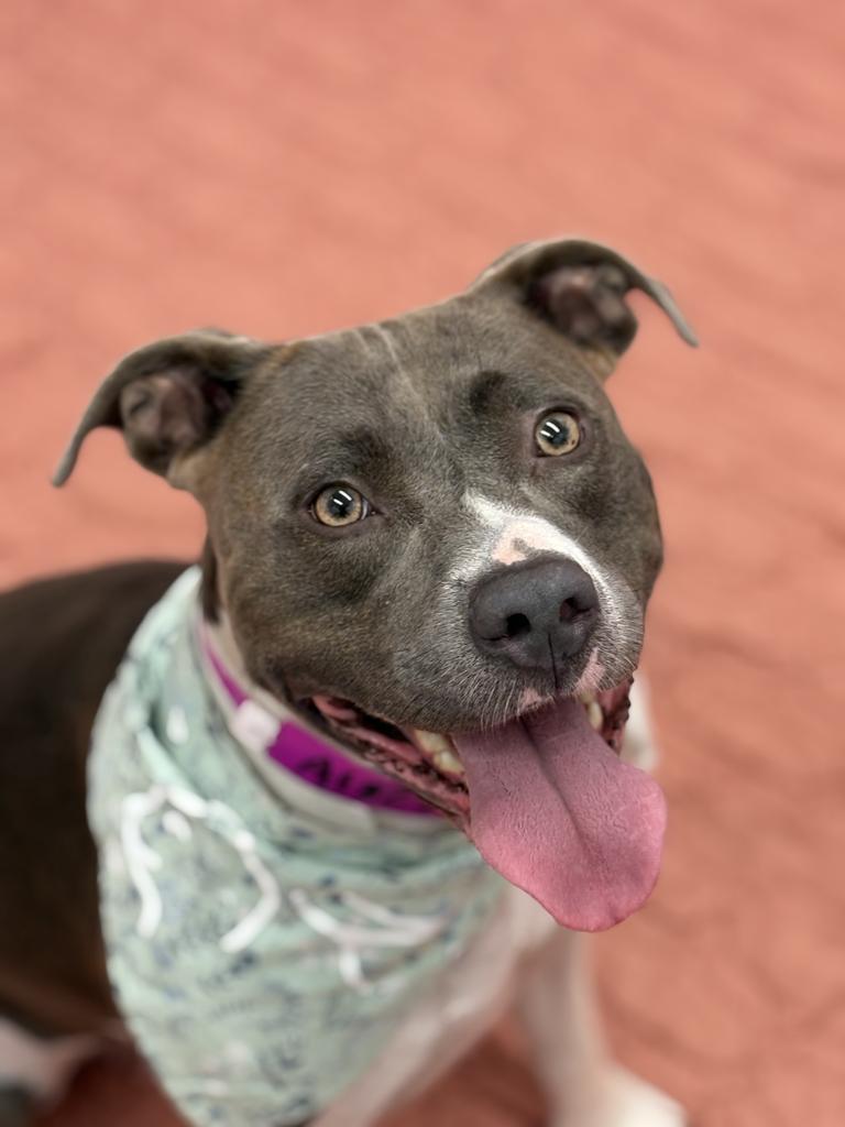 Queenie, Adoptable, Young Female Mixed Breed.