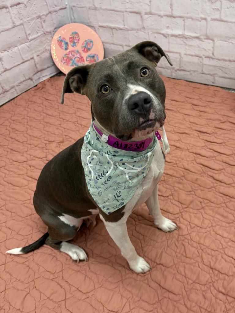 Enlarge Queenie, a Adoptable Mixed Breed in Detroit, MI image 2/6