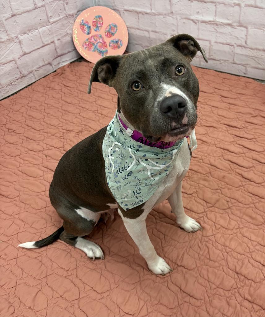 Enlarge Queenie, a Adoptable Mixed Breed in Detroit, MI image 3/6