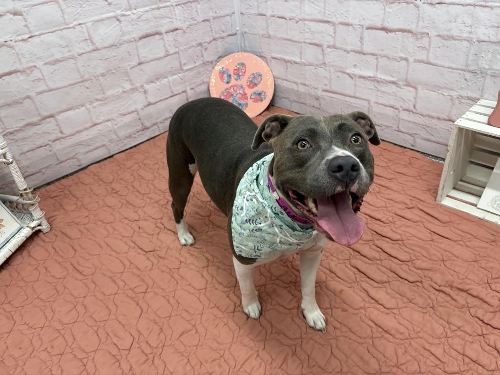 Enlarge Queenie, a Adoptable Mixed Breed in Detroit, MI image 4/6