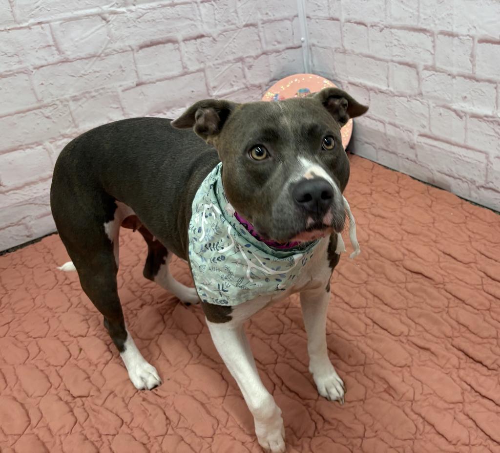 Enlarge Queenie, a Adoptable Mixed Breed in Detroit, MI image 5/6