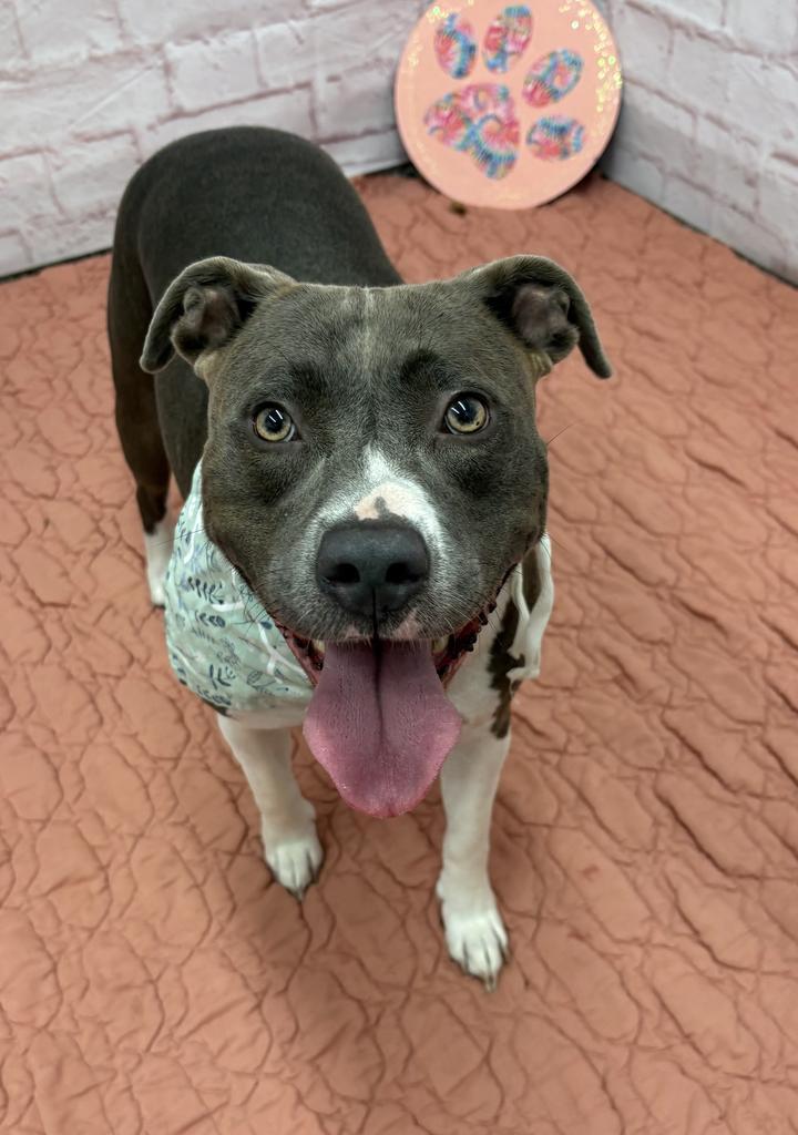 Enlarge Queenie, a Adoptable Mixed Breed in Detroit, MI image 6/6
