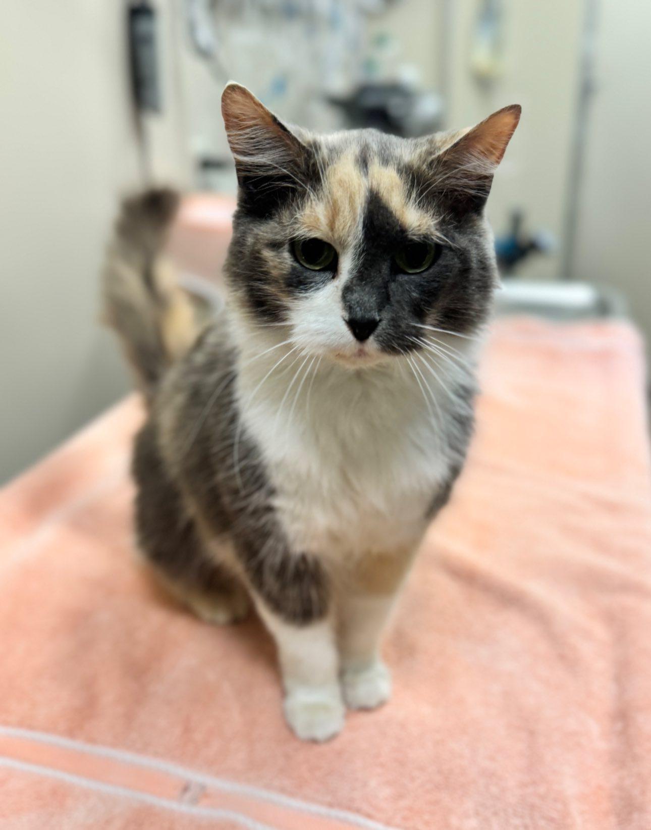 Mira, an adoptable Domestic Medium Hair in Hackensack, MN, 56452 | Photo Image 1