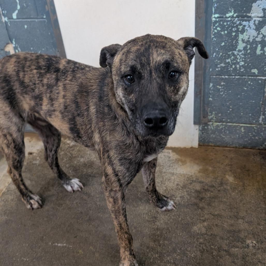 Enlarge J.R., a Adoptable Mixed Breed in Chatsworth, CA image 1/1