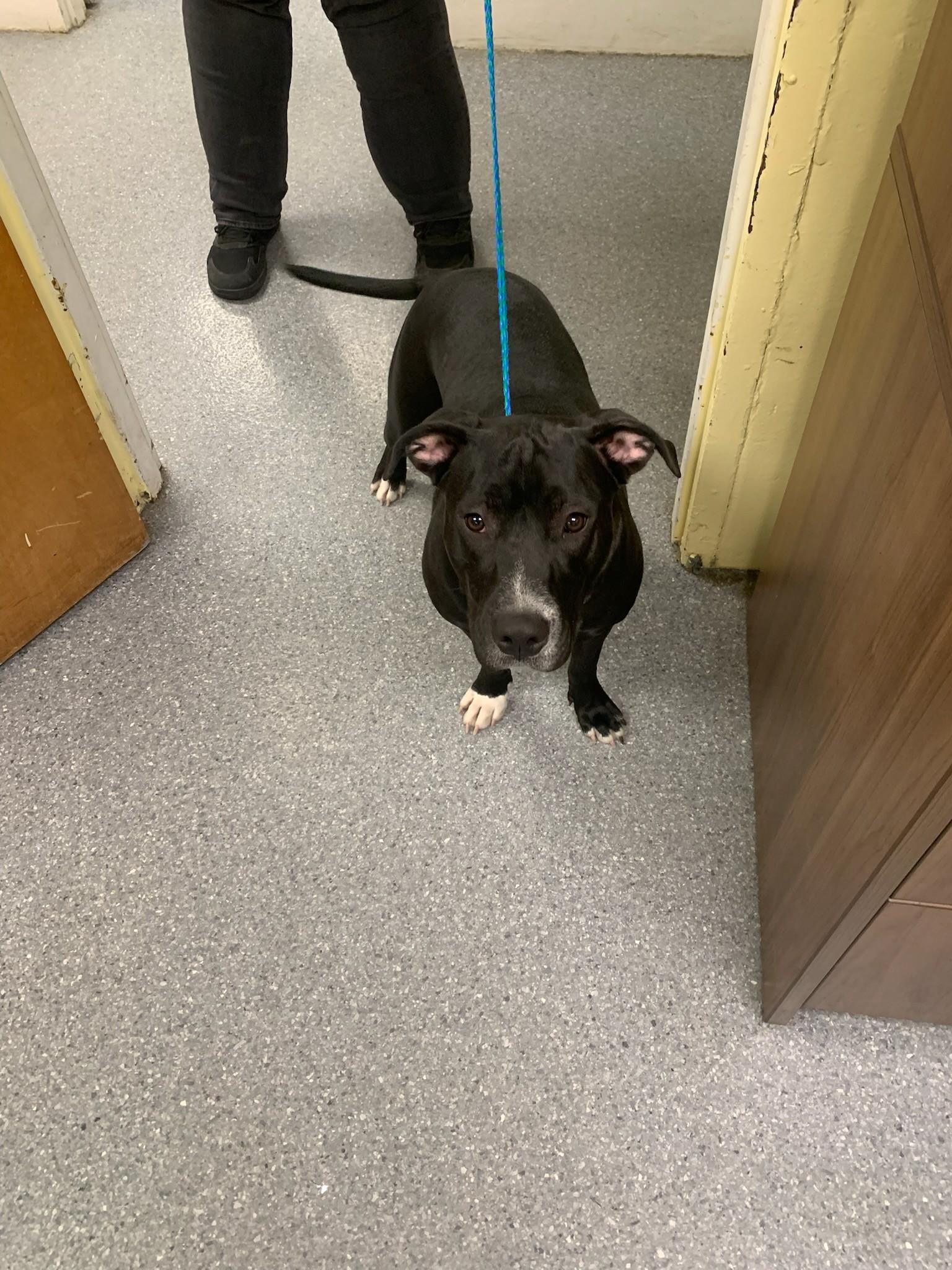 Sammy, adopted, Young Female Pit Bull Terrier.