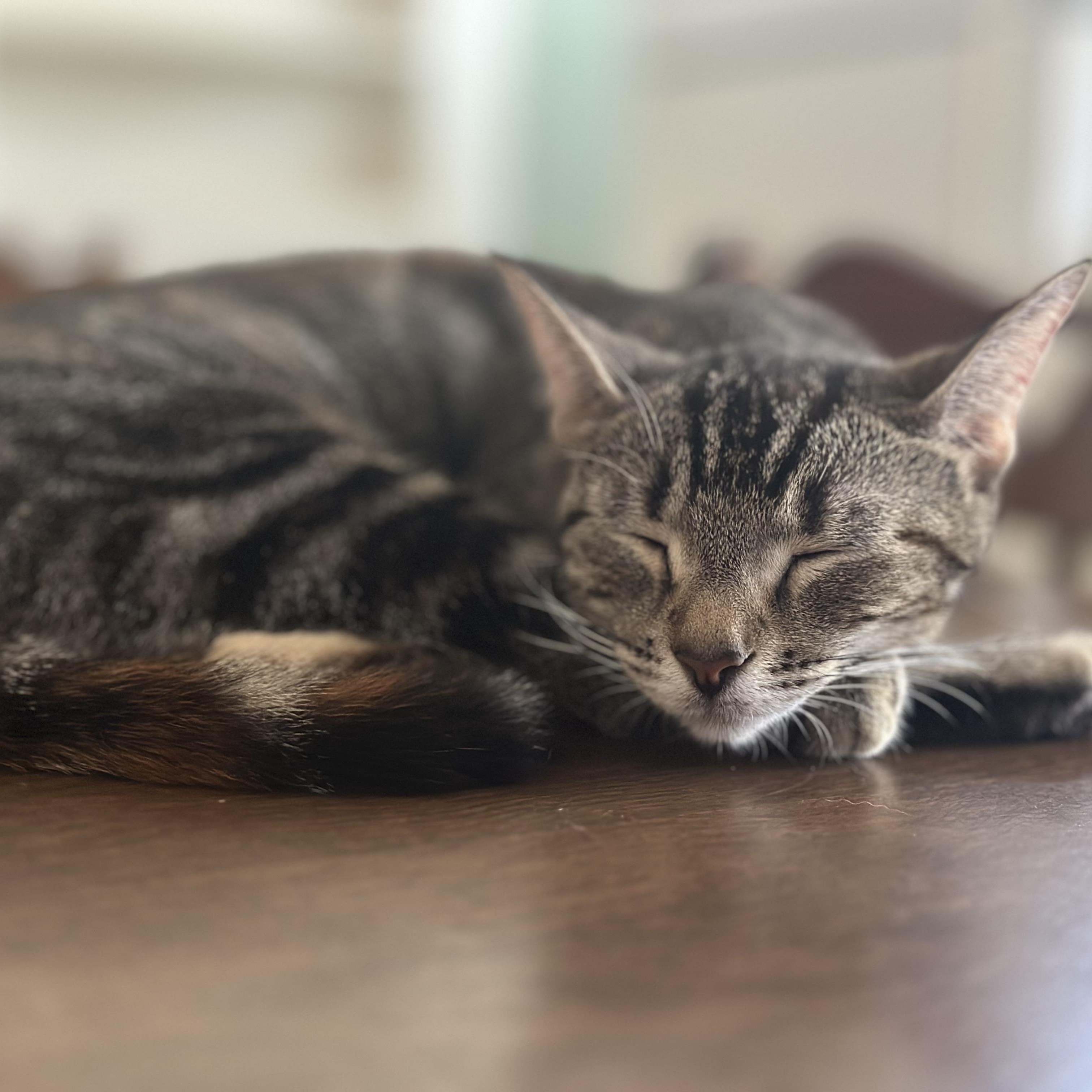 Enlarge Seraphina, a Adoptable Domestic Short Hair in Clinton, NC image 2/3