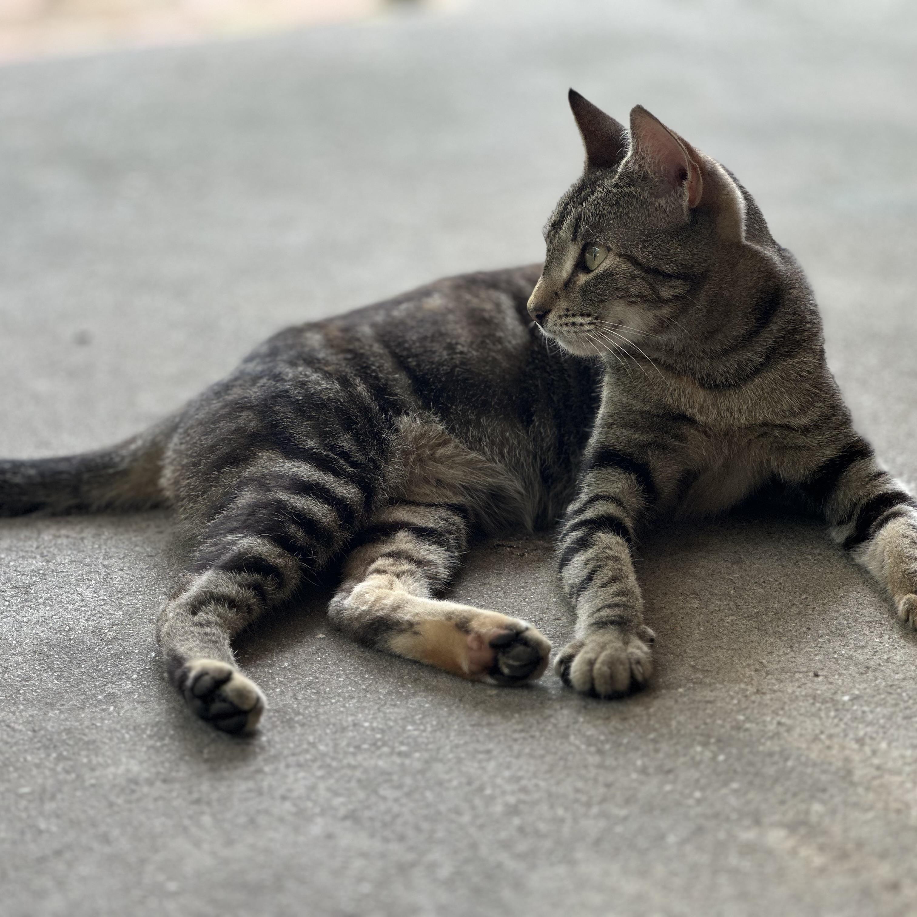 Enlarge Seraphina, a Adoptable Domestic Short Hair in Clinton, NC image 3/3