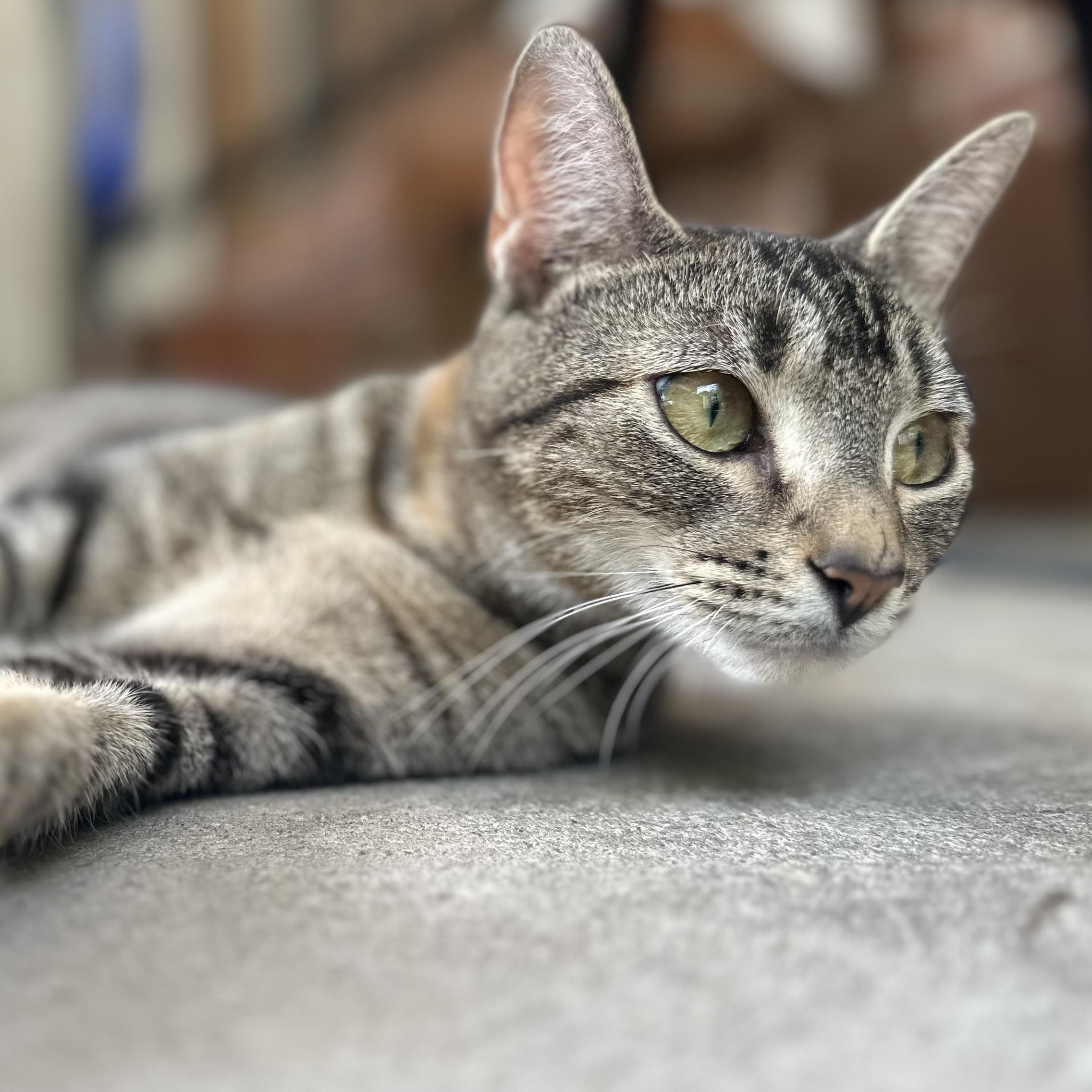 Seraphina, ADOPTABLE, Adult Female Domestic Short Hair.
