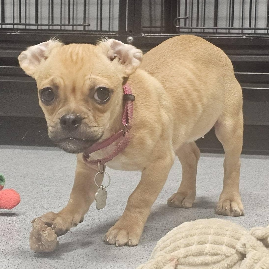 Cricket, a ADOPTABLE mixed breed in Grafton, OH image 2/4