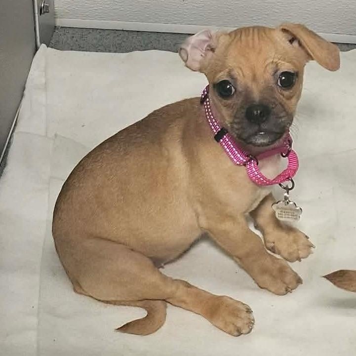 Cricket, a ADOPTABLE mixed breed in Grafton, OH image 3/4