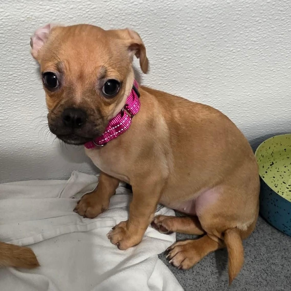 Cricket, a ADOPTABLE mixed breed in Grafton, OH image 4/4