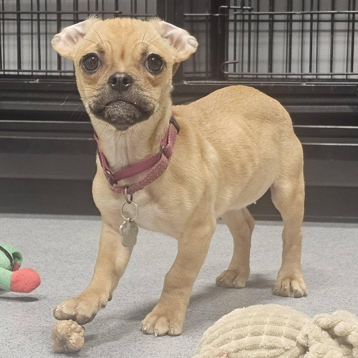 Cricket, ADOPTABLE, Puppy Male Pug.