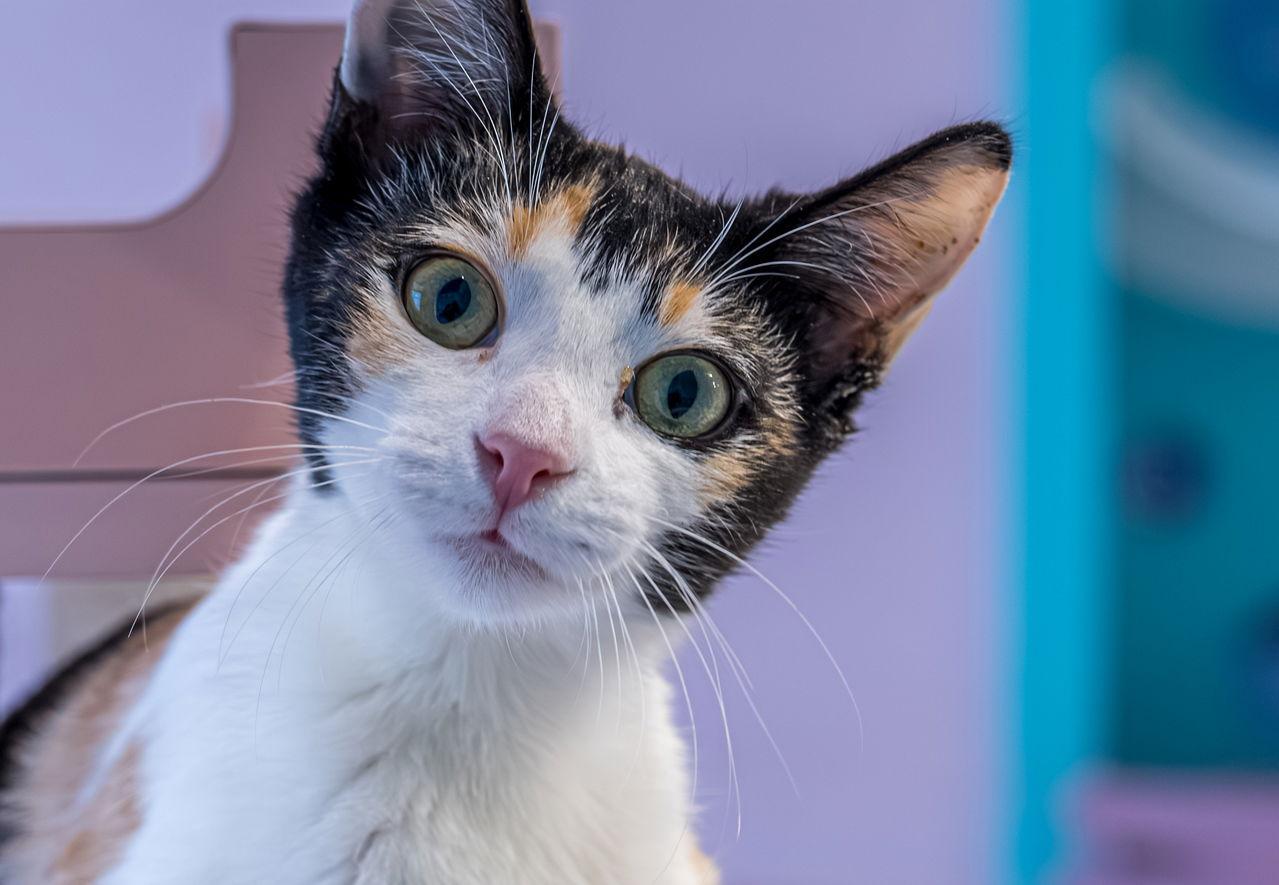 Dolly - KBC, a Adopted mixed breed in Dublin, OH image 1/3