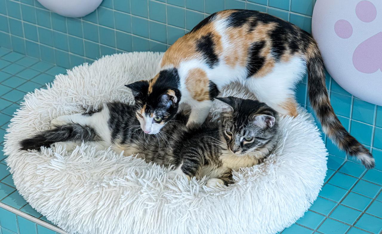 Dolly - KBC, a Adopted mixed breed in Dublin, OH image 2/3