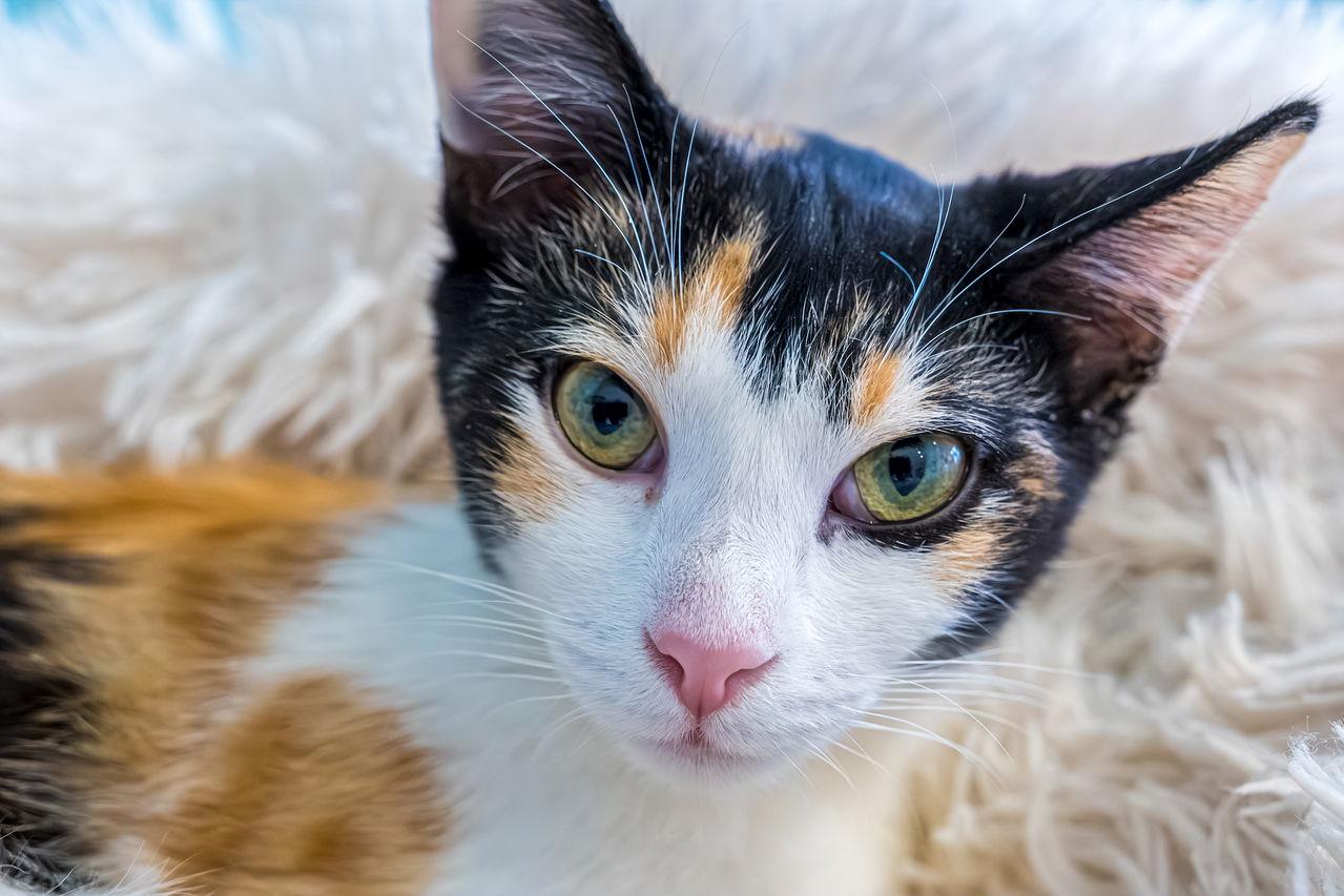 Dolly - KBC, a Adopted mixed breed in Dublin, OH image 3/3