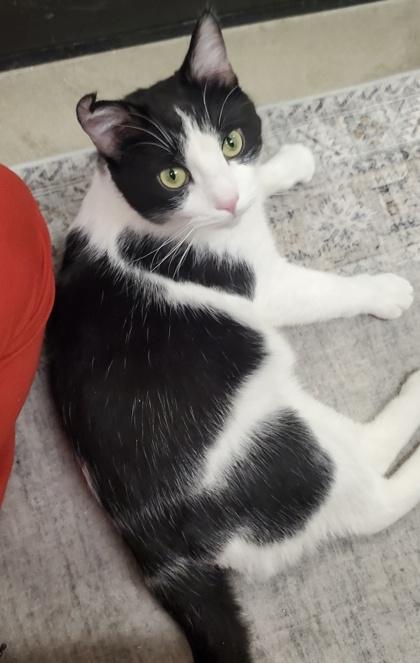 Scrump, Adoptable, Young Male Domestic Short Hair & Domestic Short Hair.