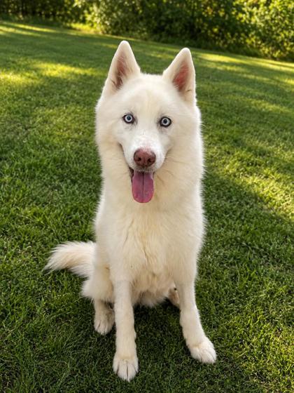 Enlarge Snow, a Adoptable mixed breed in Covington, LA image 1/1