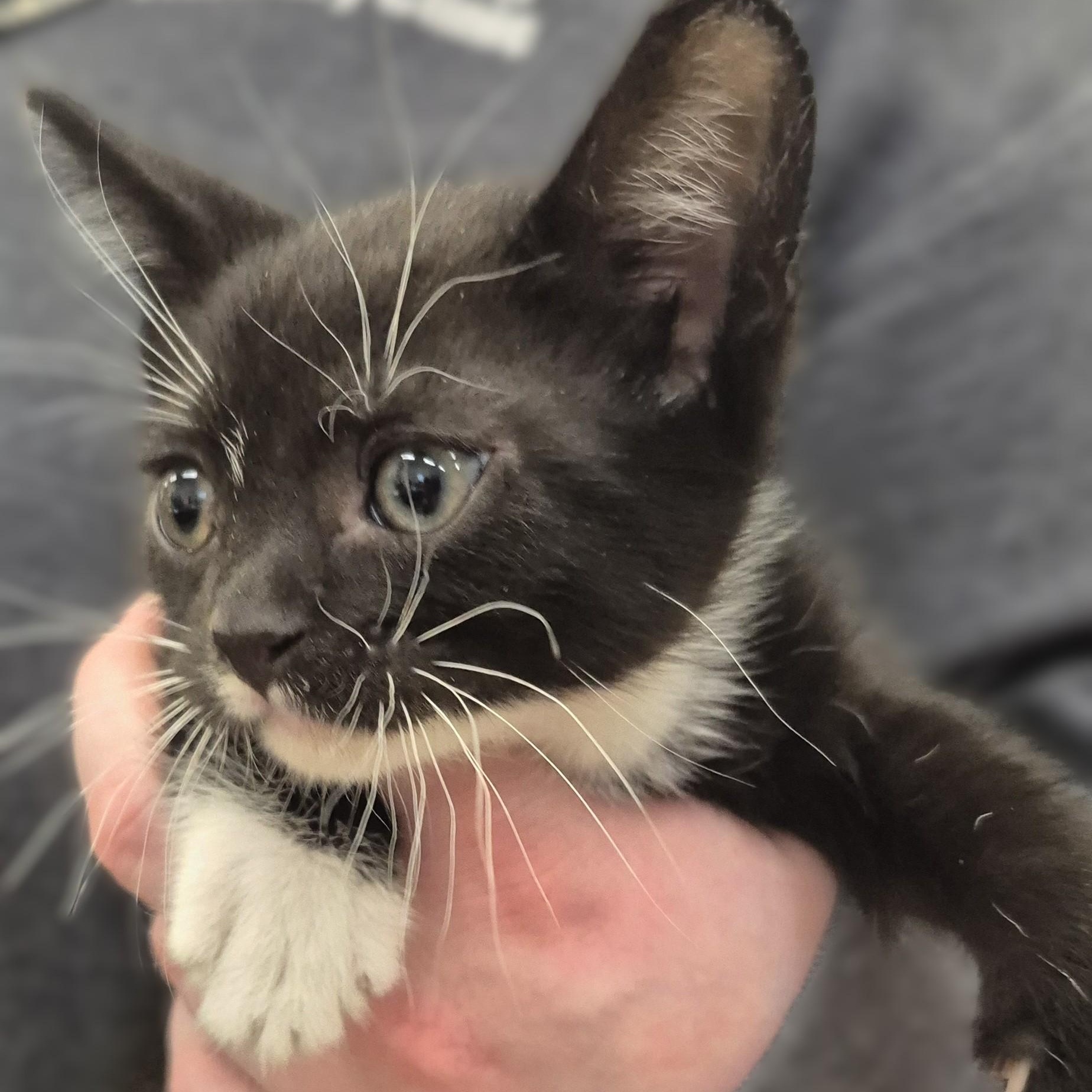 KITTEN Cannoli -- MEET ME AT CRABAPPLE KNOLL, an adoptable Domestic Short Hair in Alpharetta, GA image 4/4