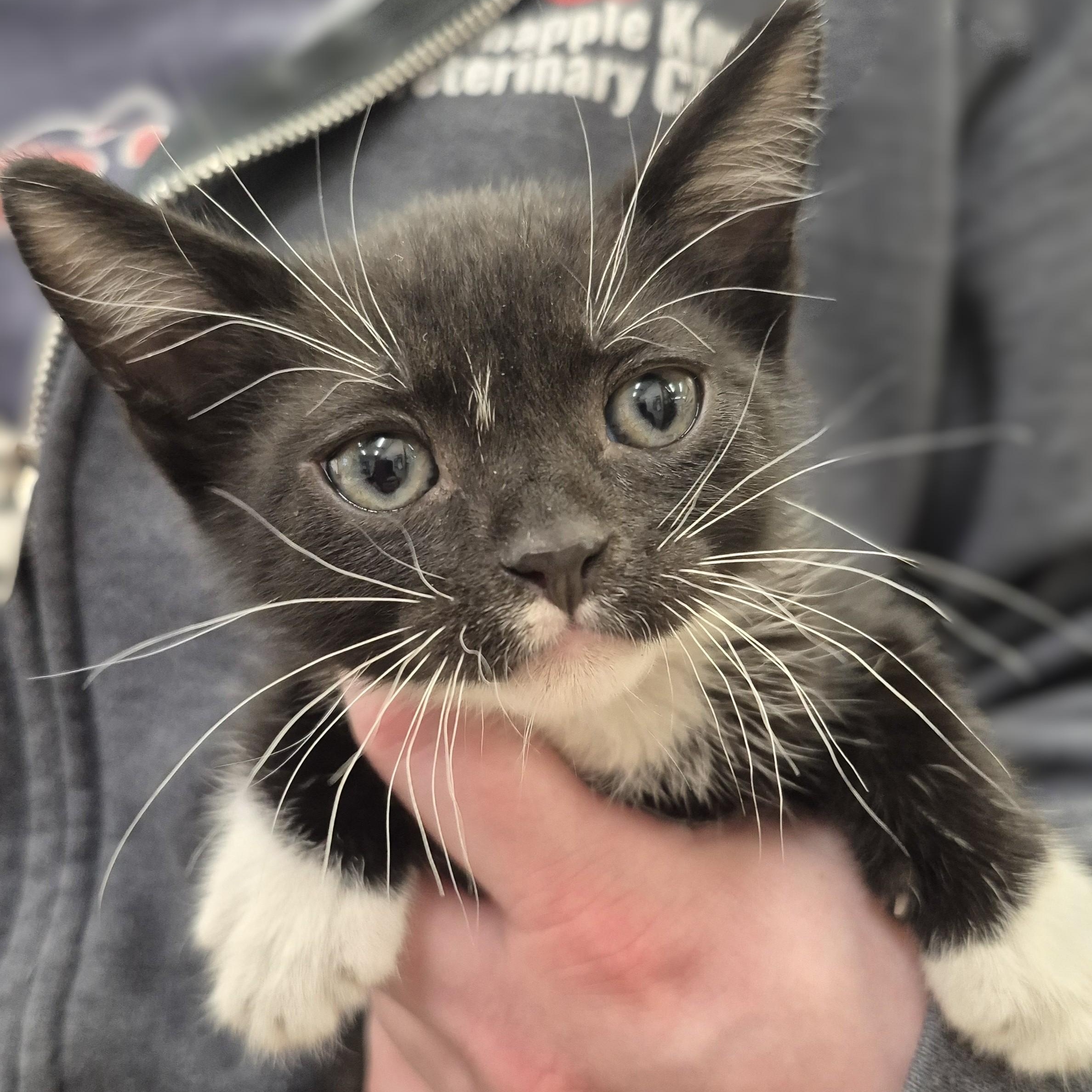 KITTEN Cannoli -- MEET ME AT CRABAPPLE KNOLL, an adoptable Domestic Short Hair in Alpharetta, GA image 3/4