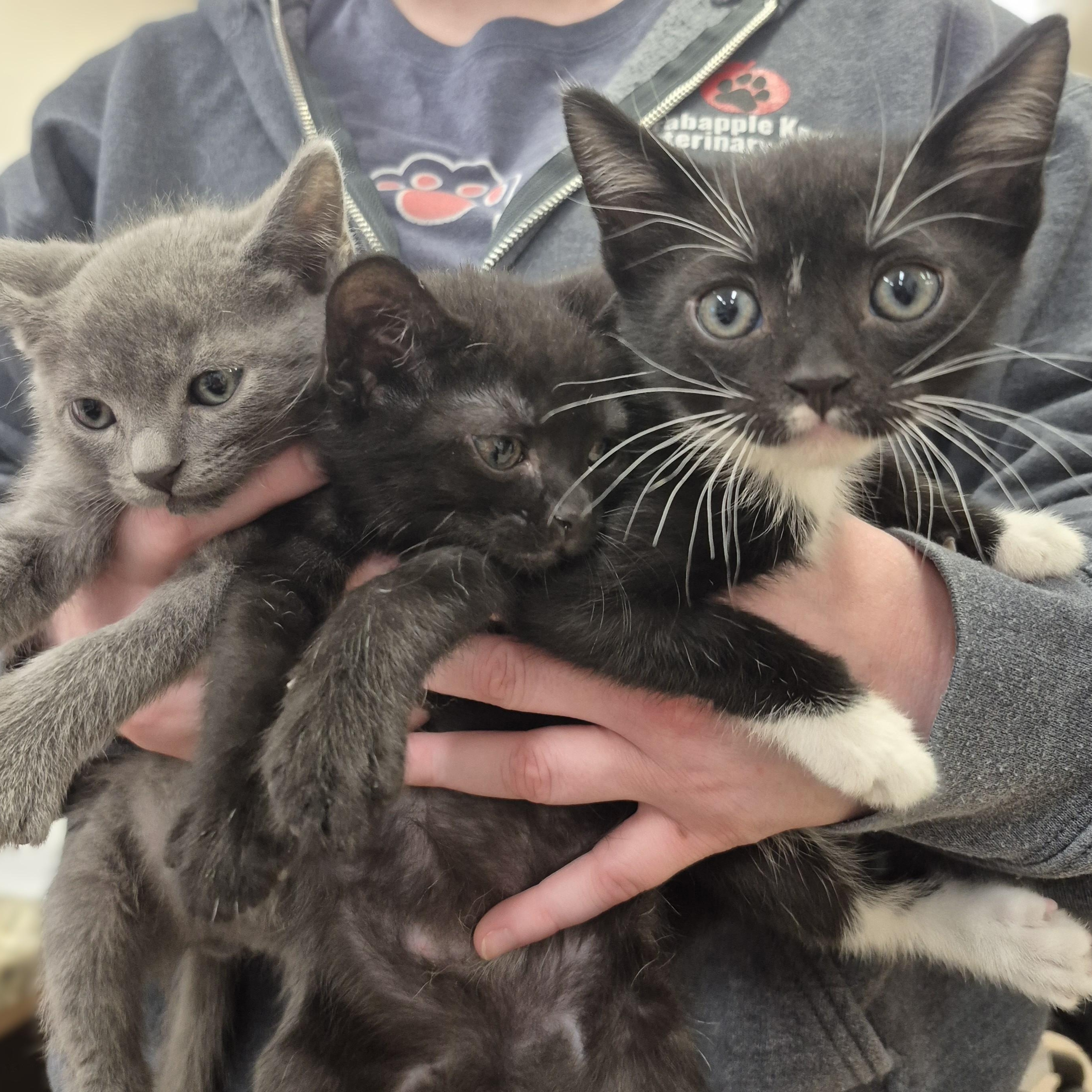 KITTEN Cannoli -- MEET ME AT CRABAPPLE KNOLL, an adoptable Domestic Short Hair in Alpharetta, GA image 2/4