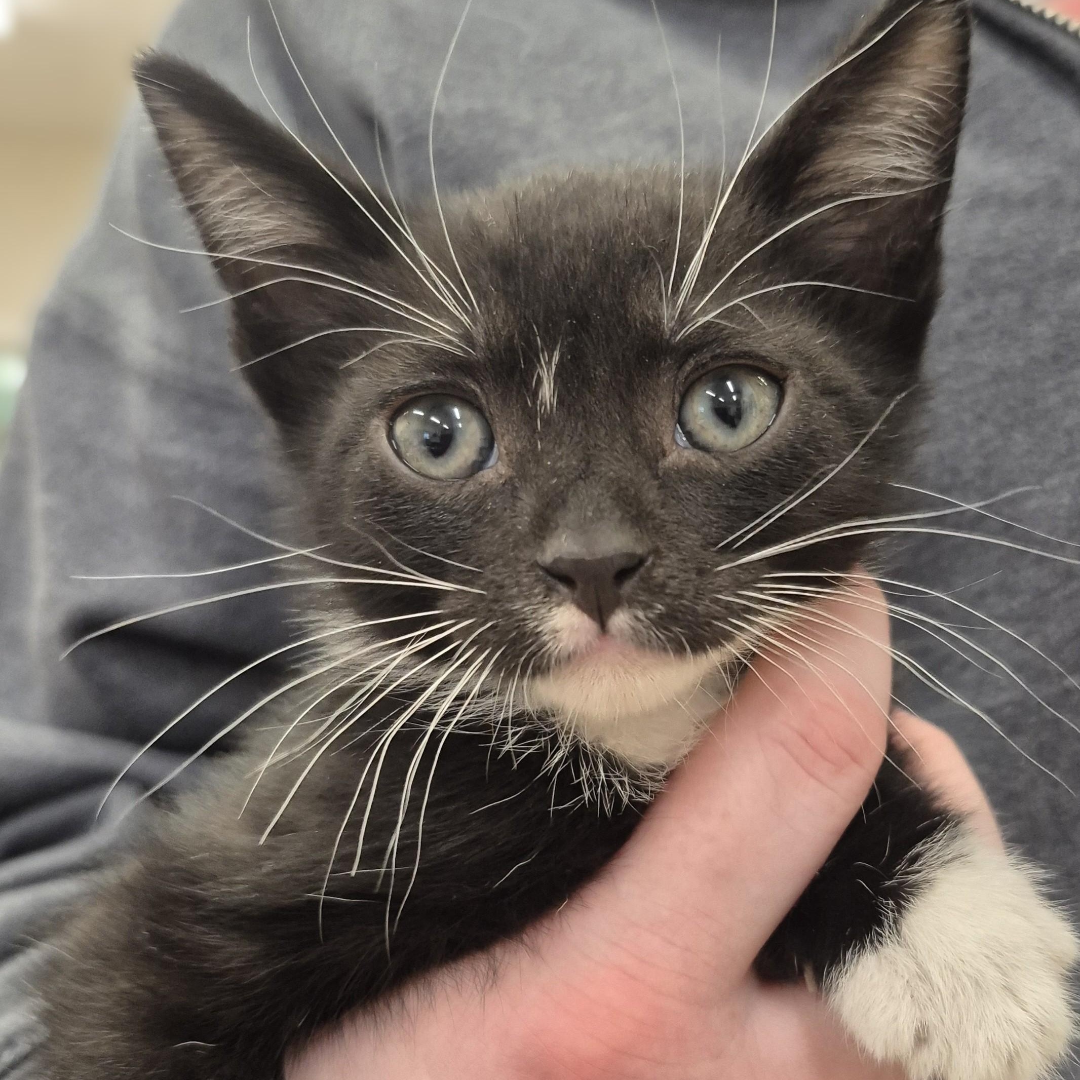 KITTEN Cannoli -- MEET ME AT CRABAPPLE KNOLL, adoptable, Kitten Male Domestic Short Hair.