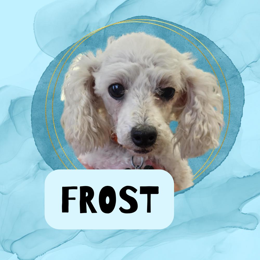 Enlarge Poodle Miniature - Frost, a Adoptable Poodle in Omaha, NE image 1/6