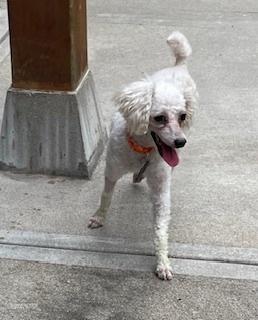 Poodle Miniature - Frost, Adoptable, Adult Male Poodle.