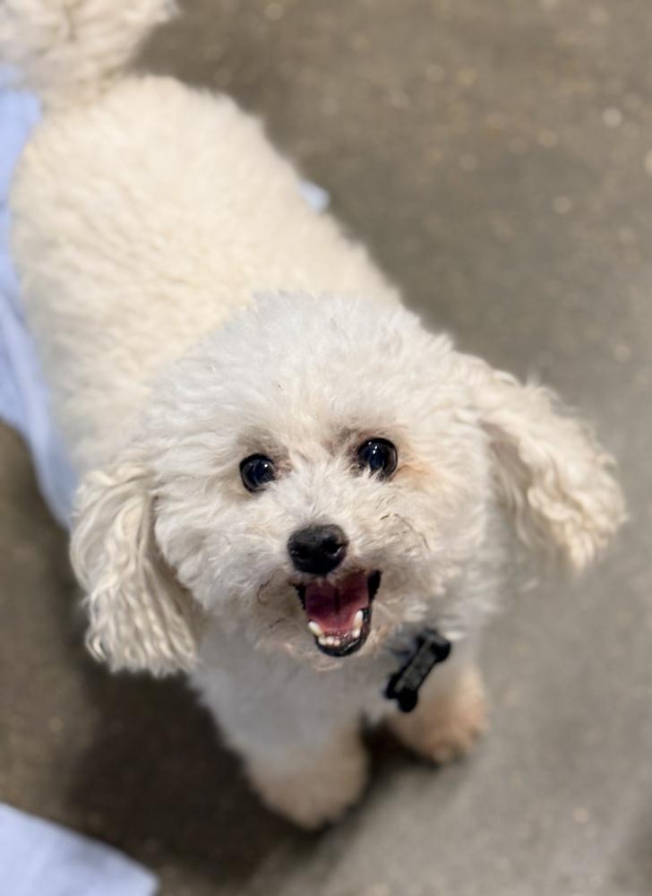 Enlarge Poodle Miniature - Frost, a Adoptable Poodle in Omaha, NE image 3/6