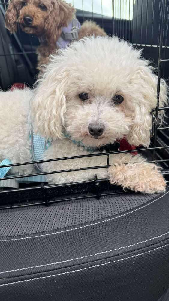 Enlarge Poodle Miniature - Frost, a Adoptable Poodle in Omaha, NE image 4/6