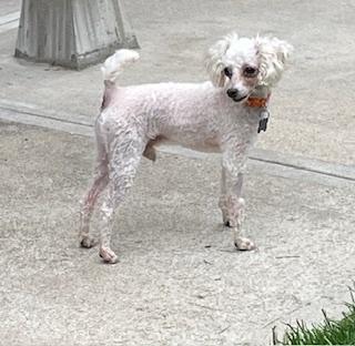 Enlarge Poodle Miniature - Frost, a Adoptable Poodle in Omaha, NE image 5/6