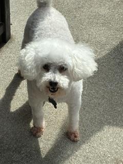 Enlarge Poodle Miniature - Frost, a Adoptable Poodle in Omaha, NE image 4/5