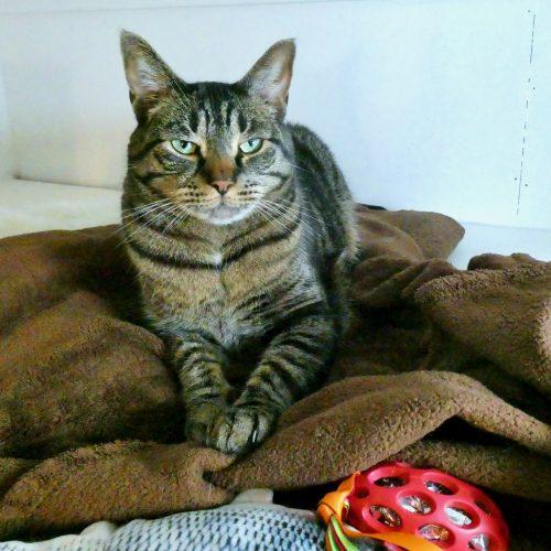 Rex, Adoptable, Adult Male Tabby & Tabby.