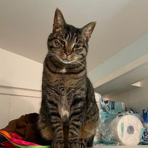 Rex, a Adoptable mixed breed in Vashon Island, WA image 2/4