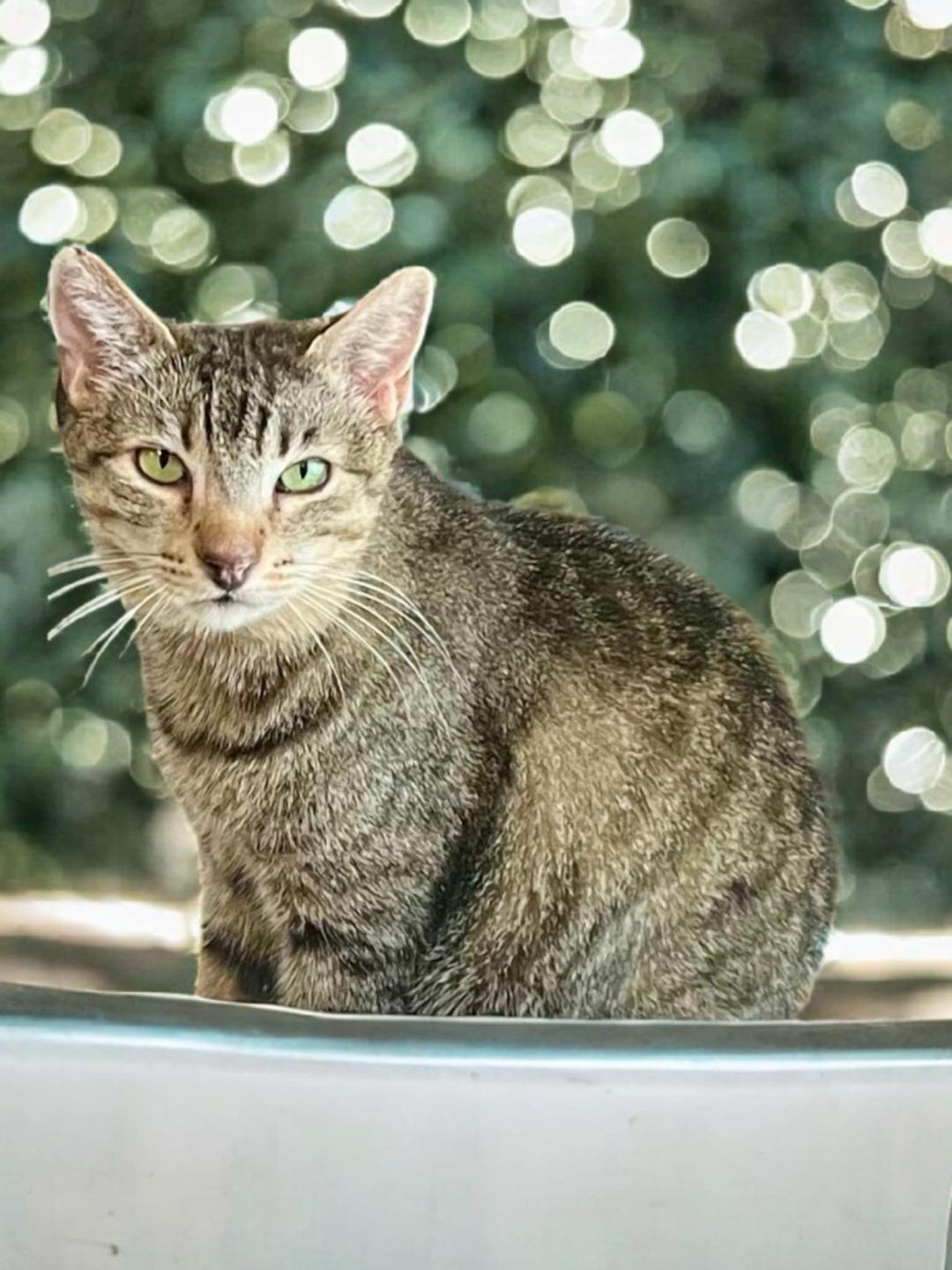 Johnny, Adoptable, Senior Male Domestic Short Hair.