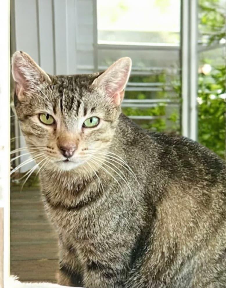 Johnny, Adoptable, Senior Male Domestic Short Hair.