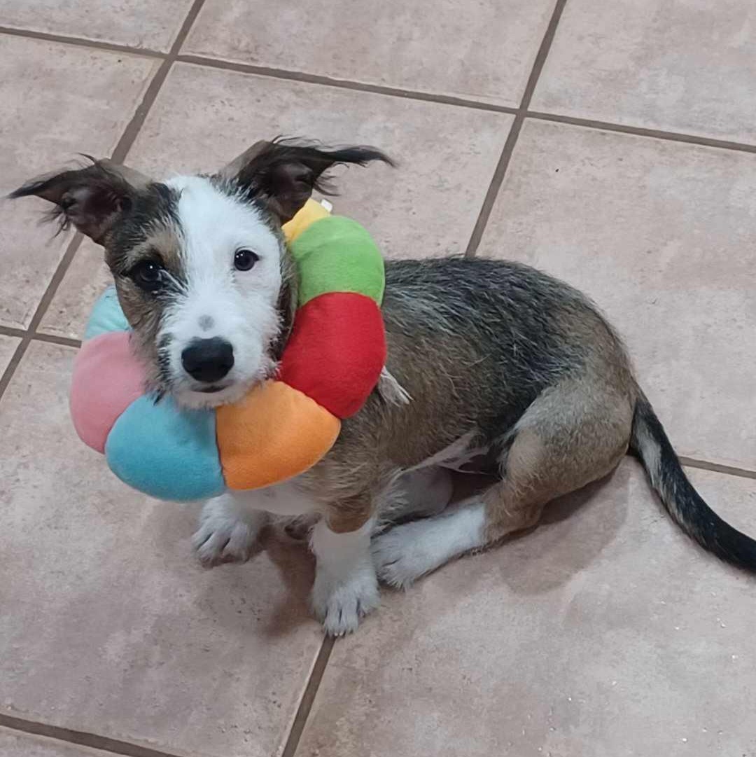 Enlarge Navy Bean, an adopted mixed breed in Providence, RI image 5/6