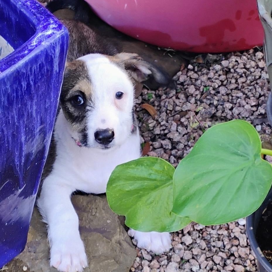 Enlarge Navy Bean, an adopted mixed breed in Providence, RI image 2/6