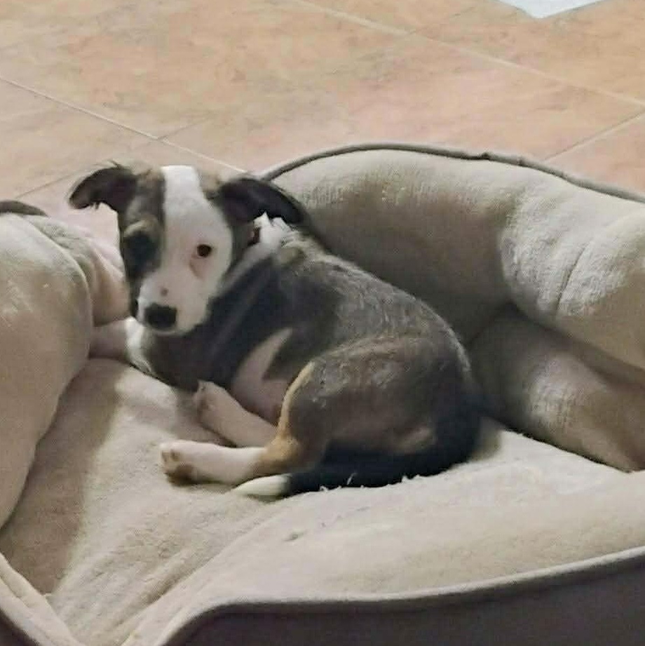 Enlarge Navy Bean, an adopted mixed breed in Providence, RI image 3/6