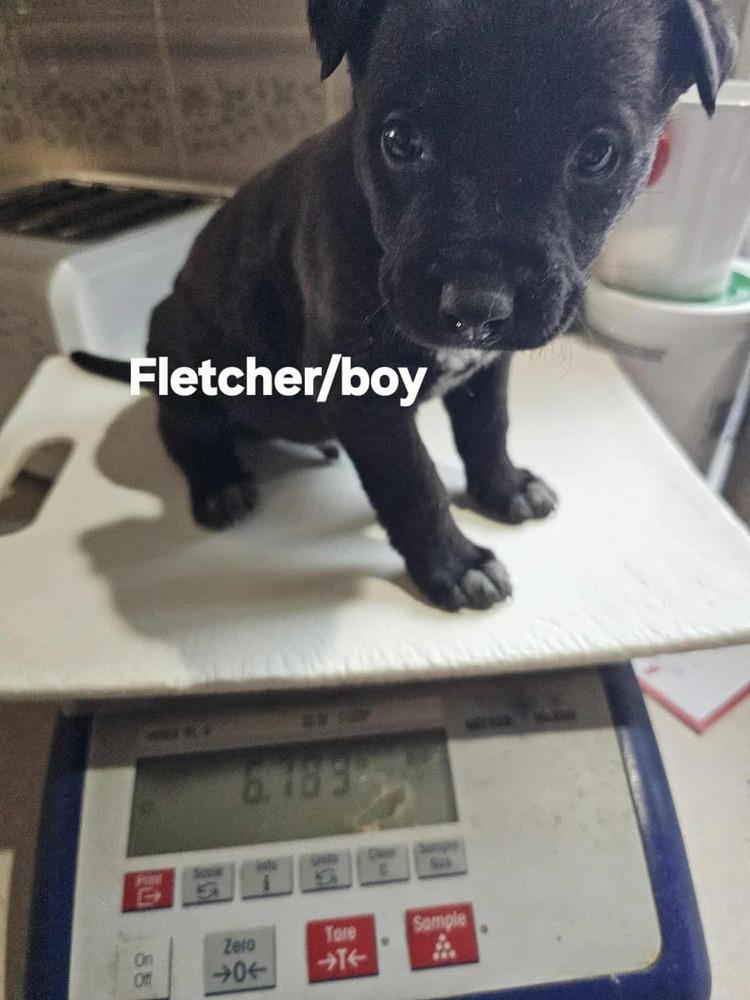 Fletcher, Adoptable, Puppy Male Shepherd.