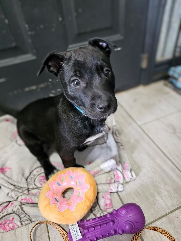 Enlarge Fletcher, a Adoptable mixed breed in Evergreen, CO image 1/5