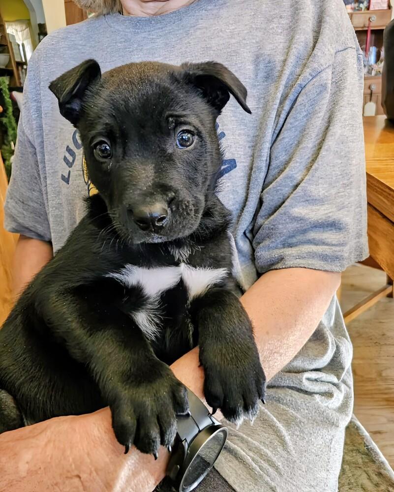 Enlarge Fletcher, a Adoptable mixed breed in Evergreen, CO image 2/5