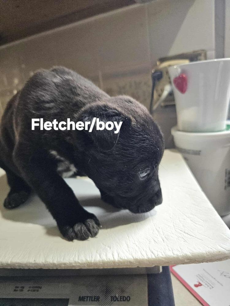 Enlarge Fletcher, a Adoptable mixed breed in Evergreen, CO image 3/6